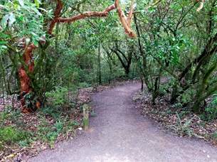 Woodhaugh Gardens — Wild Dunedin