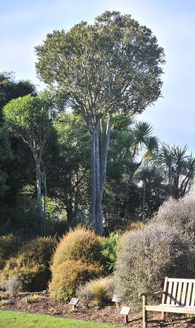 Distinctive New Zealander Graces Garden | Dunedin Botanic Garden Official  Website