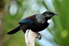 Tūī | Tui | New Zealand Birds Online