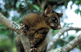 An image of a possum on a branch